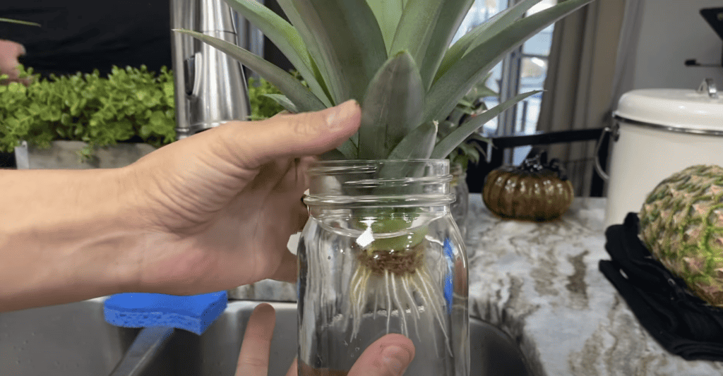 rooting pineapple tops